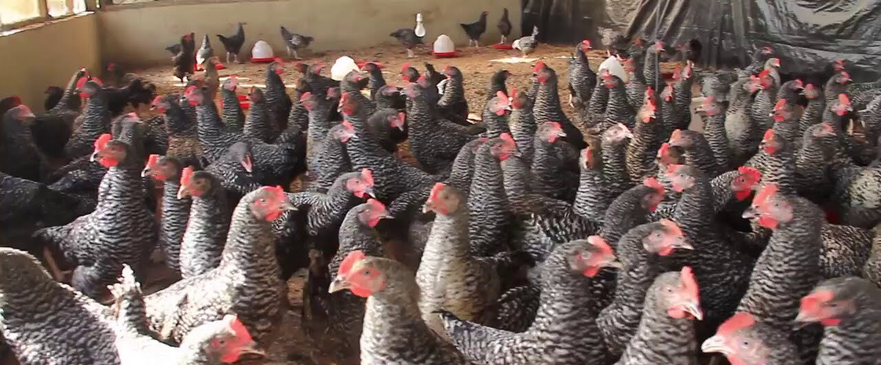 A flock of healthy barred chickens in a Lashone Farms poultry pen