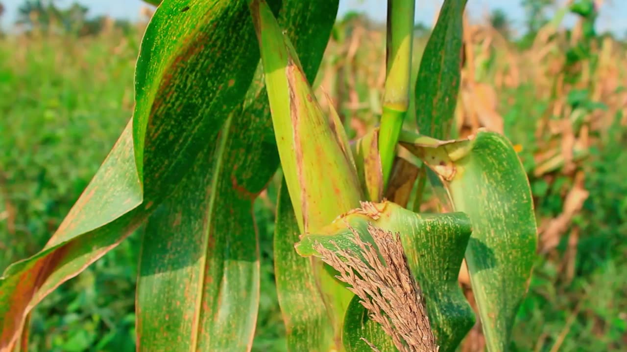 Maize growing in the field